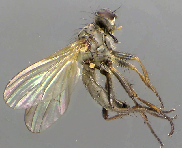 Nanna fasciata